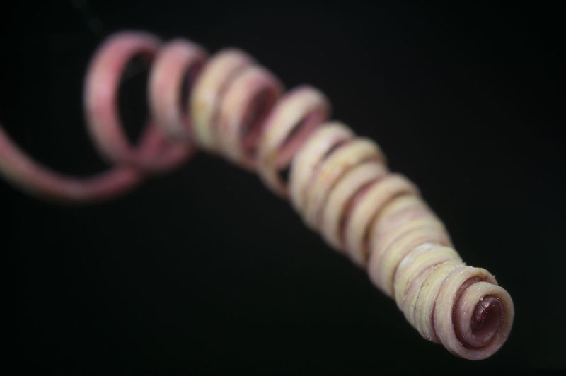 Close-up of tendril against black background