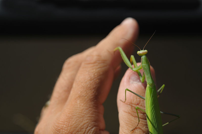 Close-up of mantis on hand