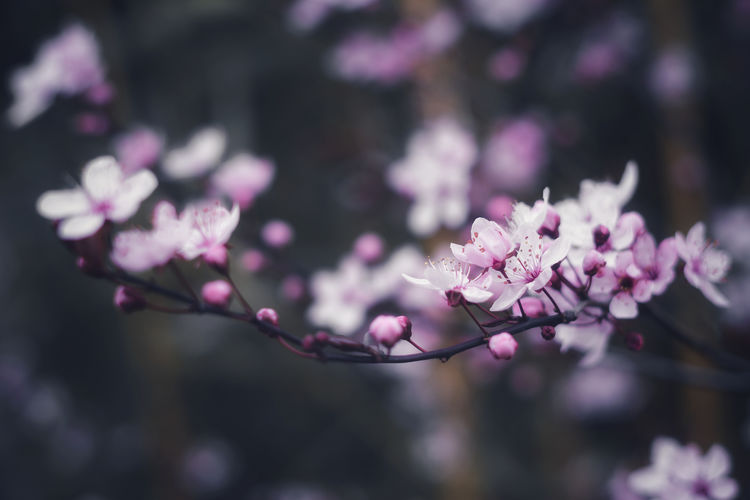 Prunus cerasifera blooming in springtime