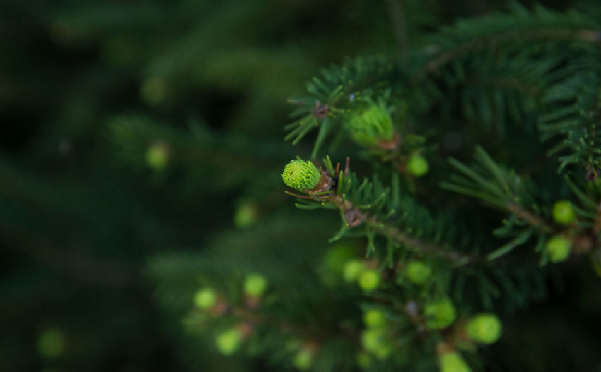 Close-up of pine tree