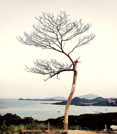 Bare tree by plants against sky