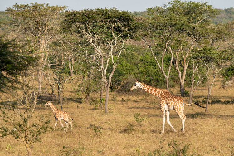 Giraffes on field