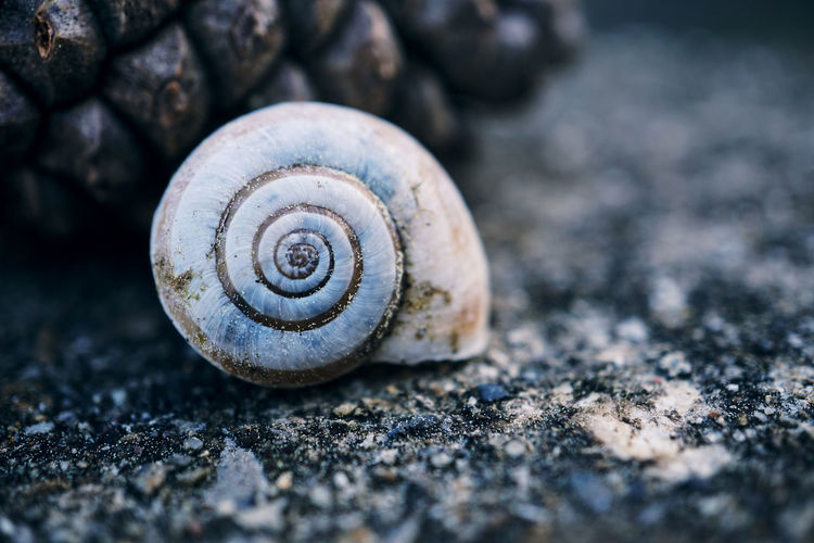 Snail in the nature