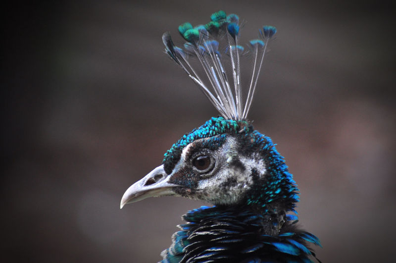 Close-up of a peacock