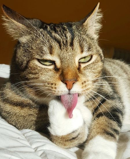 Close-up portrait of cat yawning