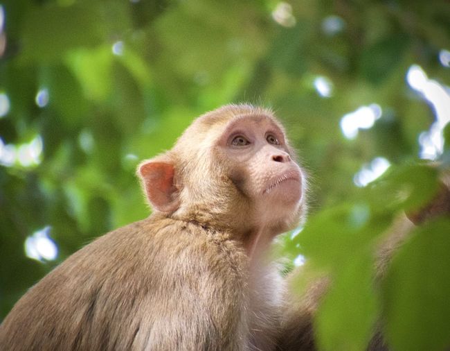 Close-up of monkey looking away agra india