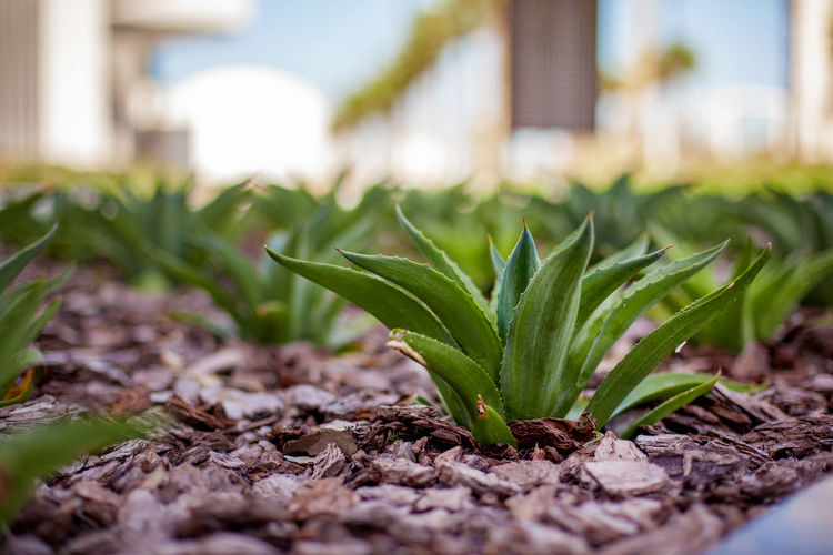 Close-up of decorative aloe growing in the ground, close-up