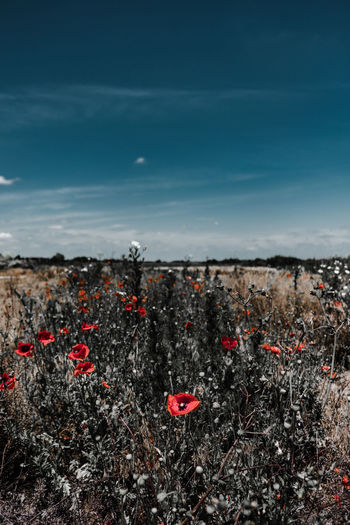 Red flowers on field against sky