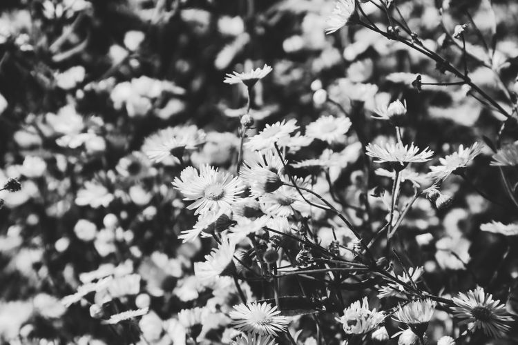 Close-up of white flowering plants on field