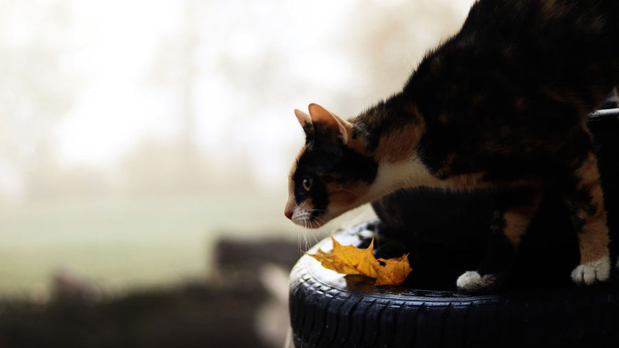 Cat looking away on tire