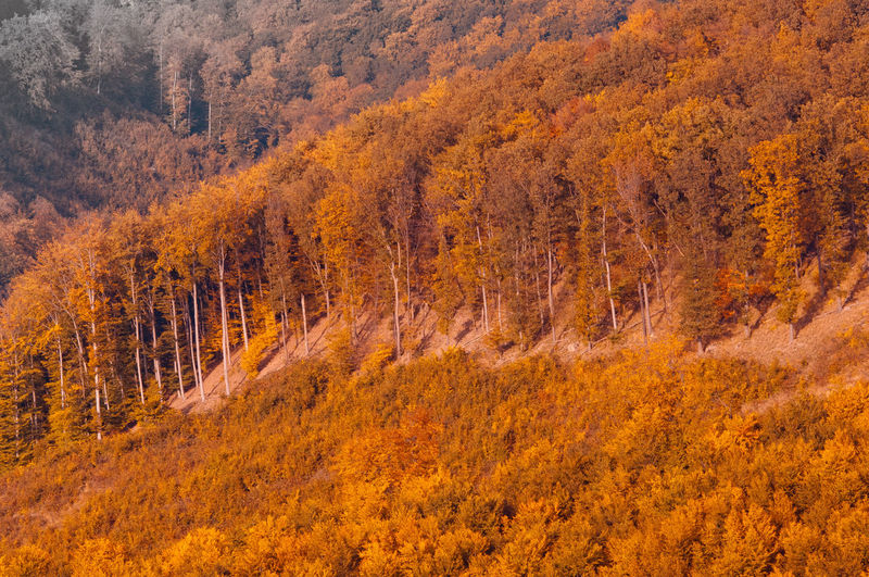 Pine trees in forest during autumn