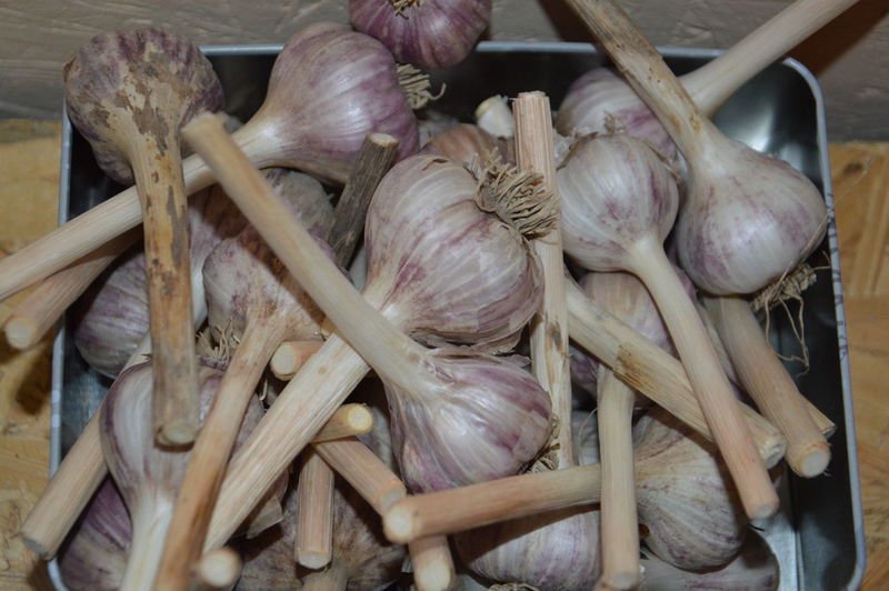 Harvested garlic in a vegetable garden in a the jar