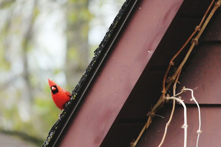 Cardinal perching on roof