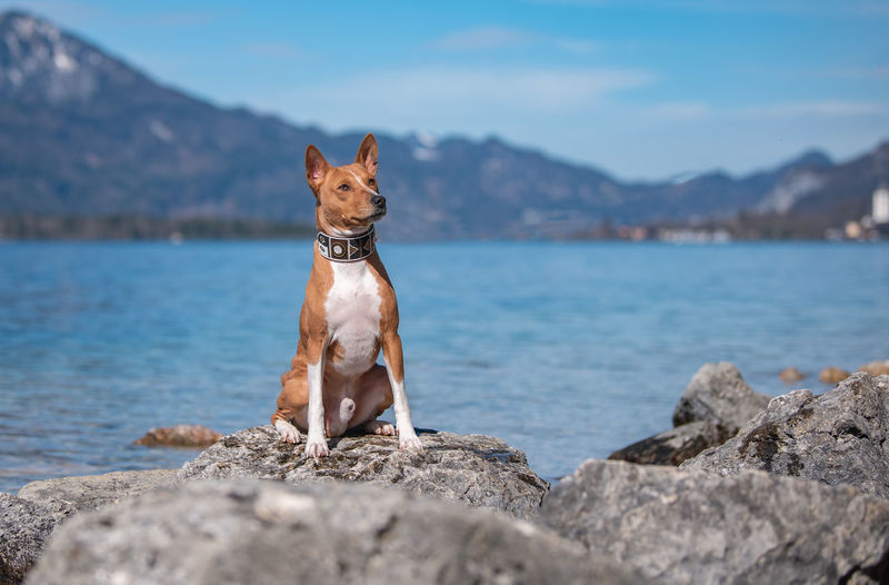 Dog on rock by lake against sky