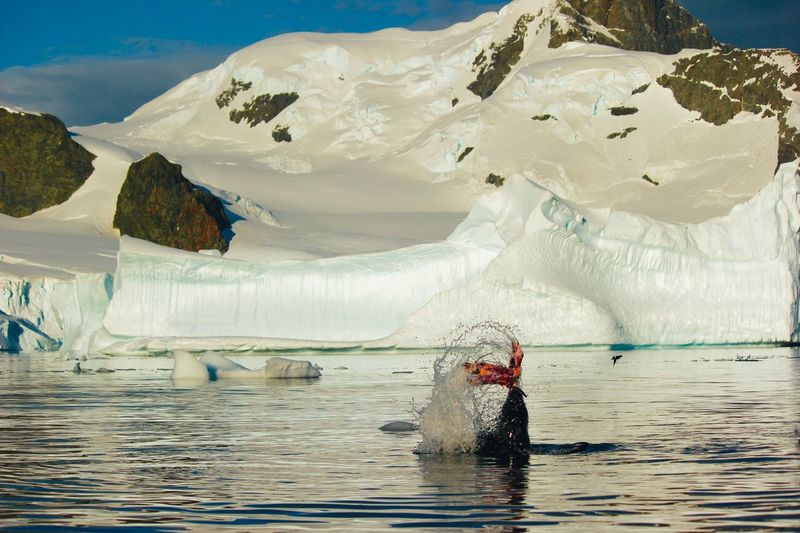 Leopard seal splashing water against glacier
