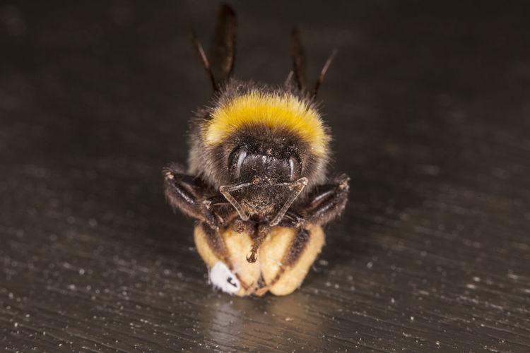Close-up of spider on table