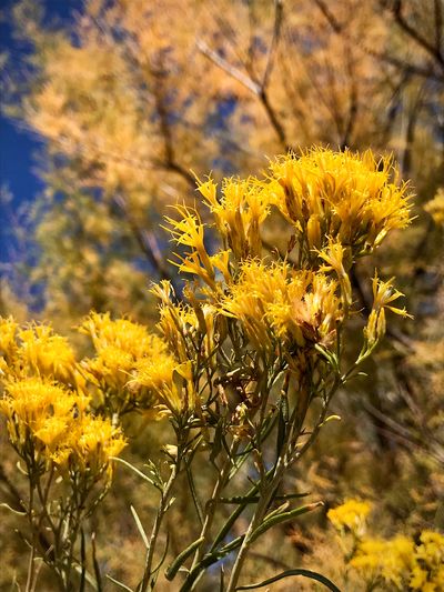 Close-up of yellow flowering plant