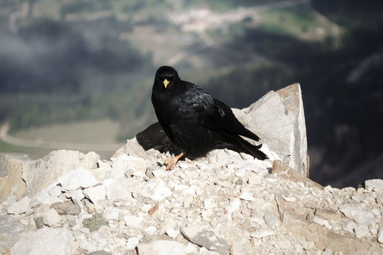 Crow on cliff