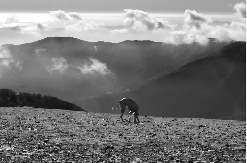 Dog on field against sky