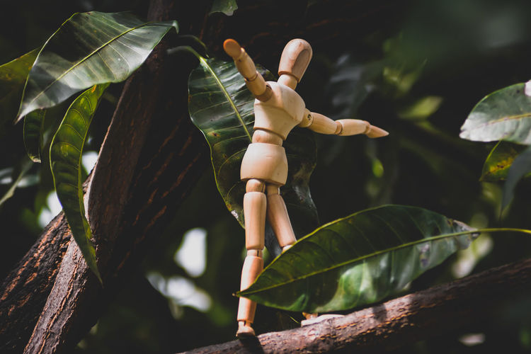 A wooden figurine walking and balancing on a branch of a mango tree 
