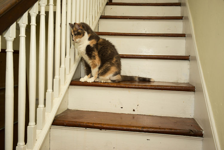 Cat looking away while sitting on staircase