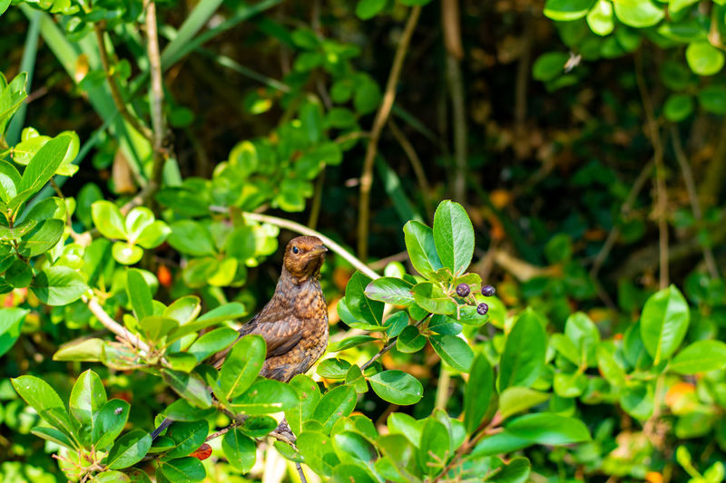Lizard on a plant