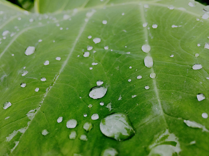 Close-up of raindrops on leaves