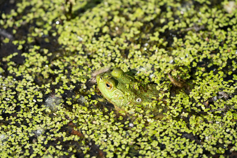 Close-up of a frog in lily pads on a sunny day 
