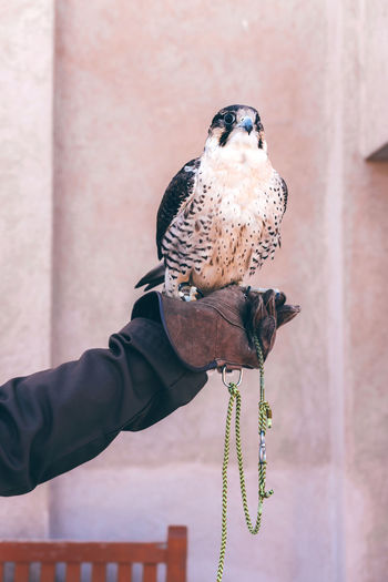 Arabic falcon sitting on the hand