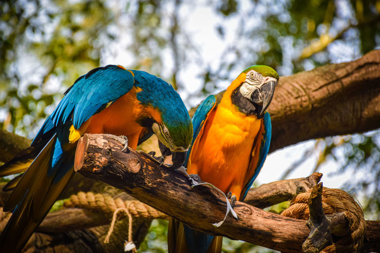 Macaws perching on a branch