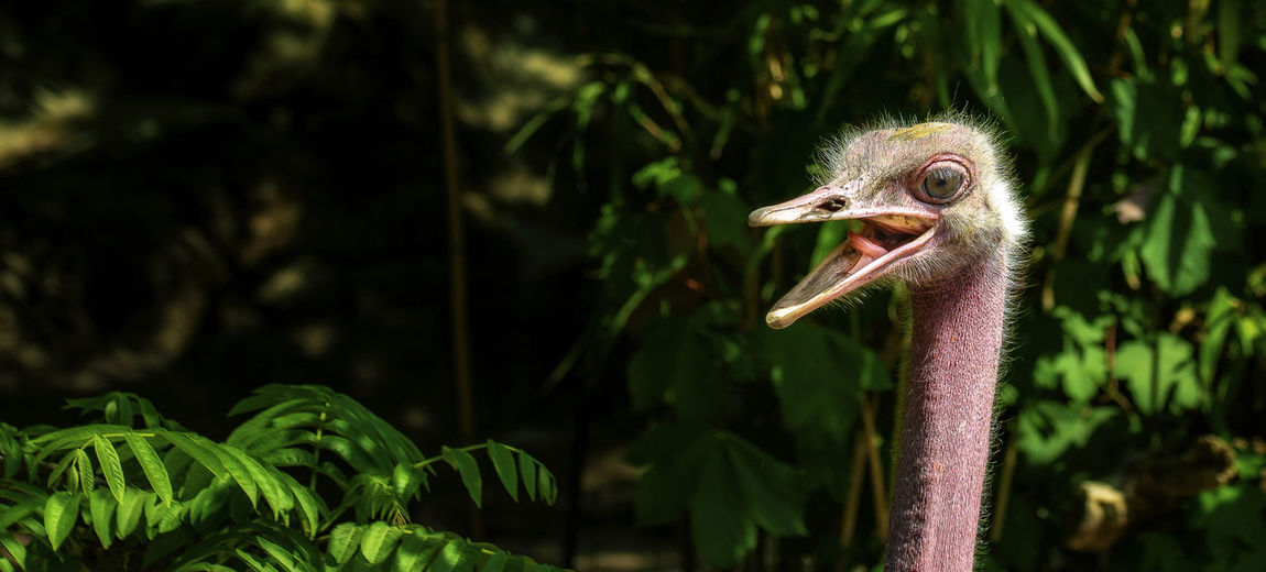 Close-up of angry ostrich against plants