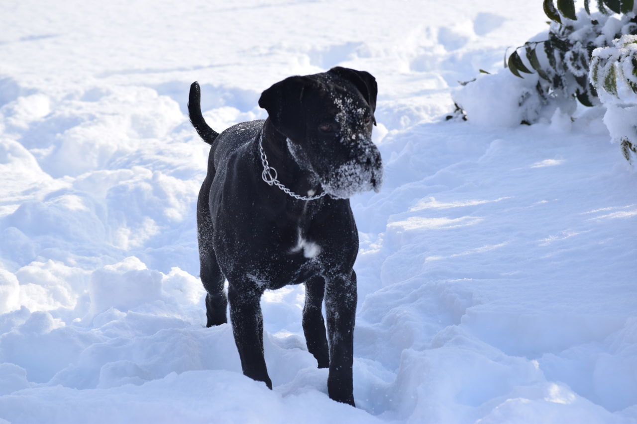 50 Cane Corso Pictures Hd Download Authentic Images On Eyeem