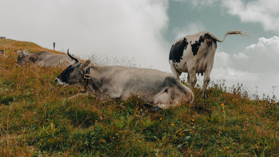 Cows grazing in a field