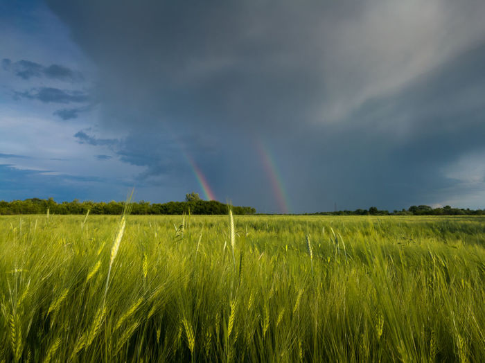 Double bright colorful rainbow in front of gloomy clouds above an agricultural field with wheat 