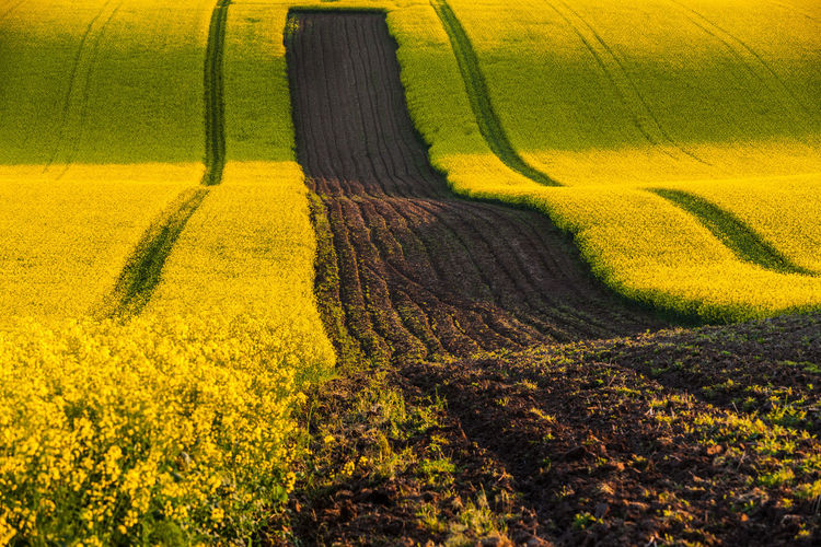 Full frame shot of field