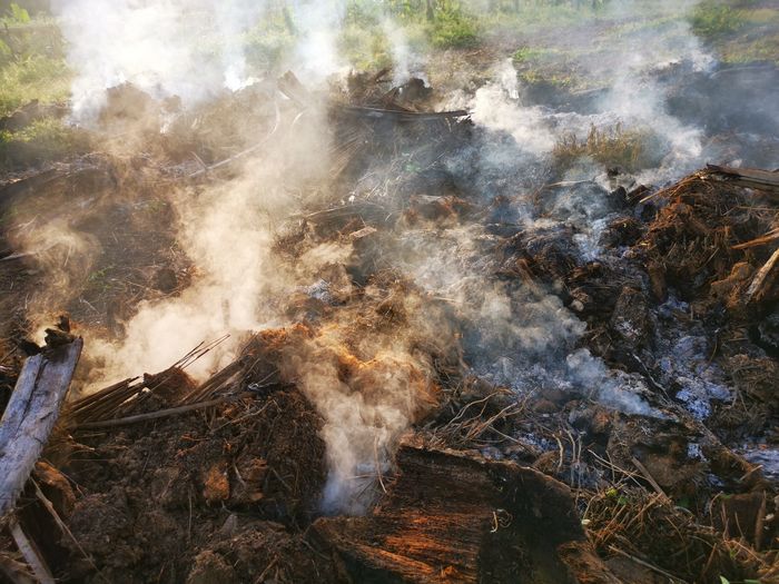 Palm oil slashed tree burning in smoke