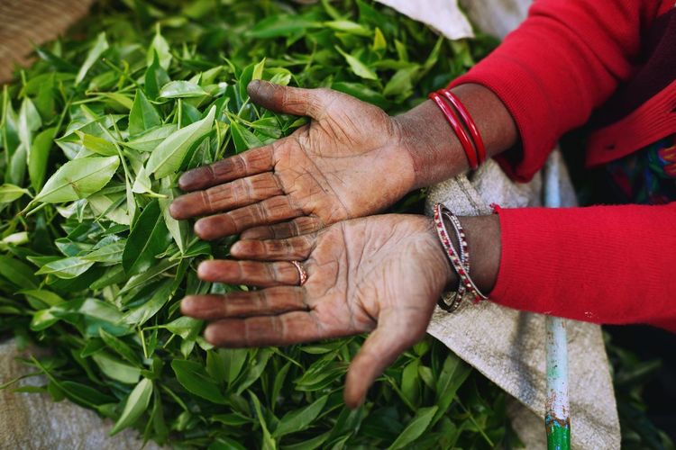 Tea pickers hands on a background of fresh tea leaves