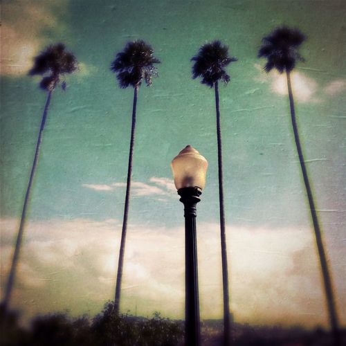 Low angle view of palm trees