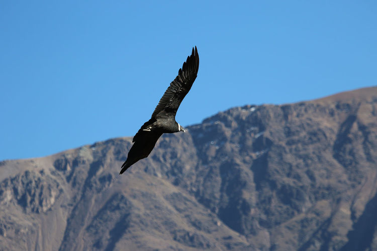 Low angle view of a condor flying