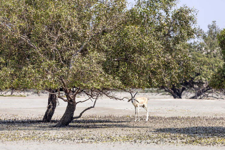 Young oryx hiding behind the mangrove tree in abu dhabi, wildlife of united arab emirates