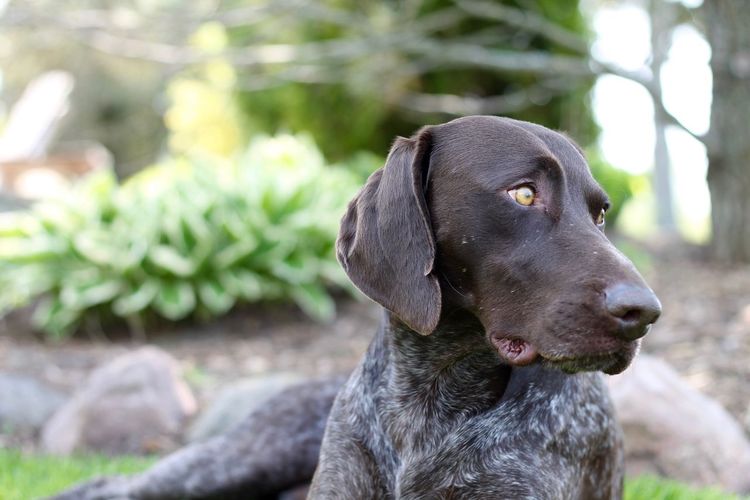 Close-up of german short-haired pointer sitting on field