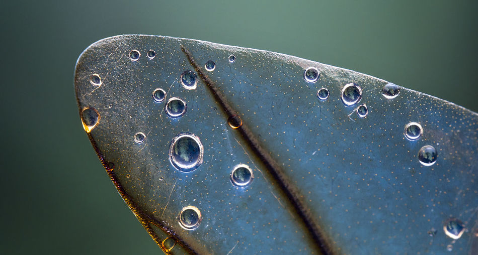 Close-up of water drops on old metal
