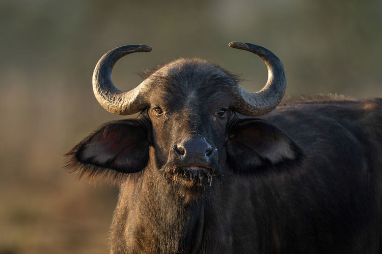 Close-up of cape buffalo gazing at camera