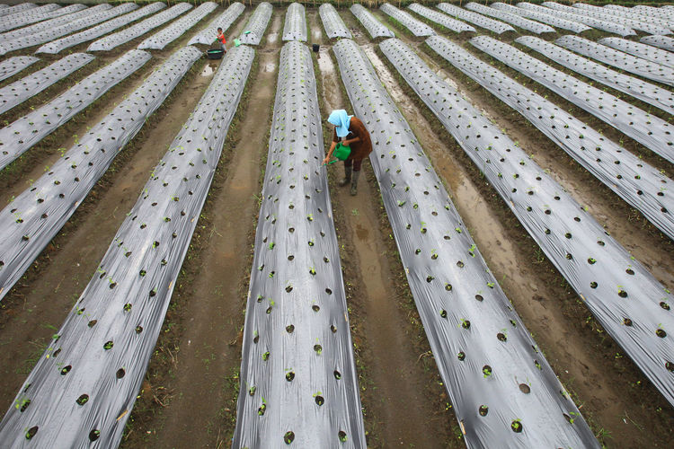 High angle view of man working in farm