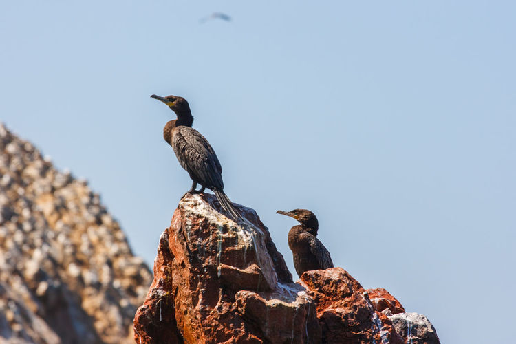 Low angle view of birds perching on rock against blue sky