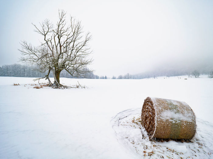 One forgotten straw bale on snow covered field with frost trees in the background