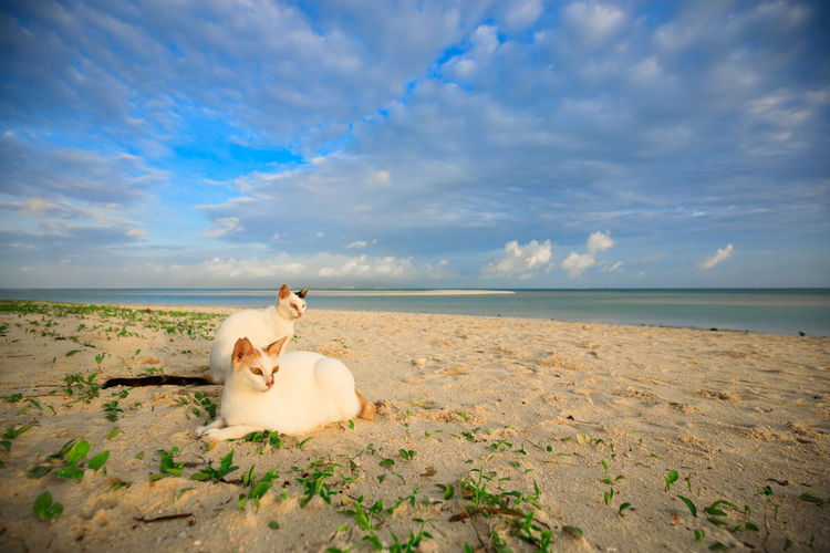 Cats sitting at beach against cloudy sky