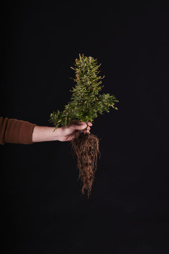 A hand holding a marijuana plant with roots on black background
