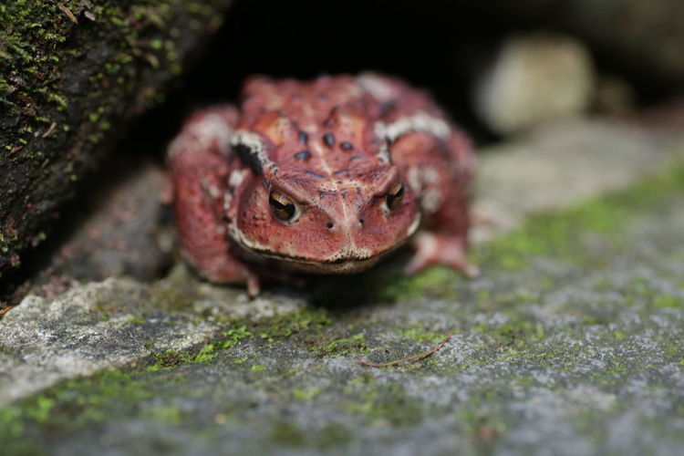 Close-up of a japanese forrest toad on step in the heart of nikko, north of tokyo 