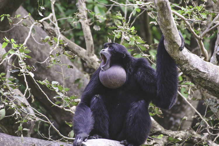 Siamang howling on tree branch